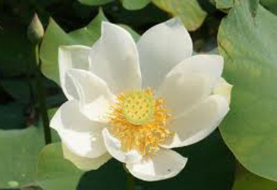 White Lotus, Lotus, Lotus for your pond