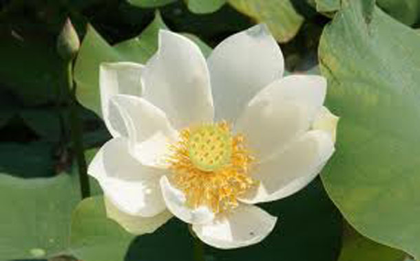 White Lotus, Lotus, Lotus for your pond