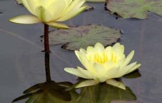 Yellow Tropical Water Lily: Yellow Dazzler