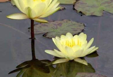 Yellow dizzler, yellow tropical water lily