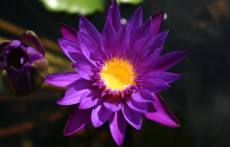 Blue Tropical Water Lilies: Star of Zazibar