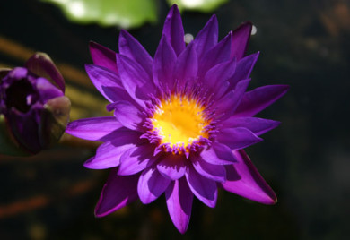 Star of Zazibar, Tropical water lilies, water lilies for ponds