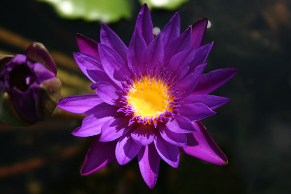 Star of Zazibar, Tropical water lilies, water lilies for ponds