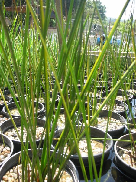 https://sunlandwatergardens.com/wp-content/uploads/2013/05/acorus-bog-plants.jpg