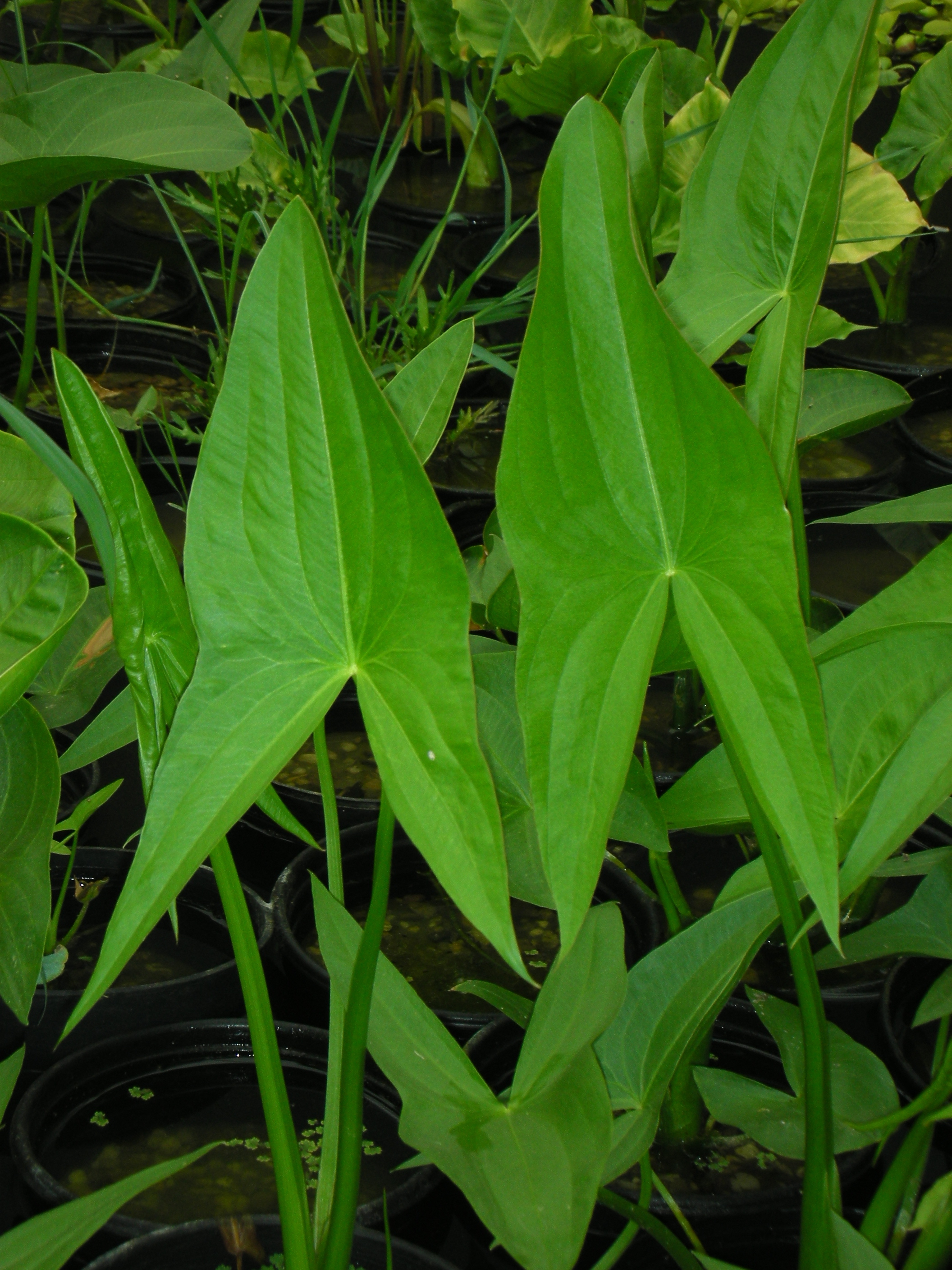 Bog Plants Arrowhead