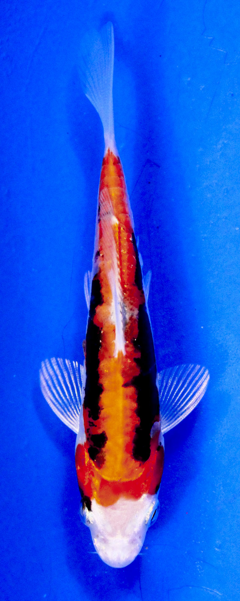 https://sunlandwatergardens.com/wp-content/uploads/2013/05/beni_kumonryu.jpg