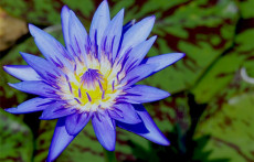 Blue Tropical Water Lilies: Spider Lily