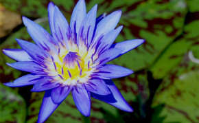 Blue Tropical Water Lilies: Spider Lily
