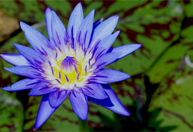 Blue Tropical Water Lilies Spider Lily