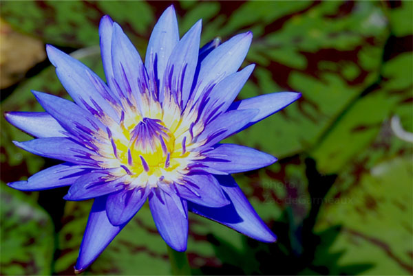 Spider Lily, water lilies, water lilies for ponds