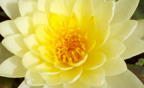 Yellow Hardy Water Lily: Chromatella