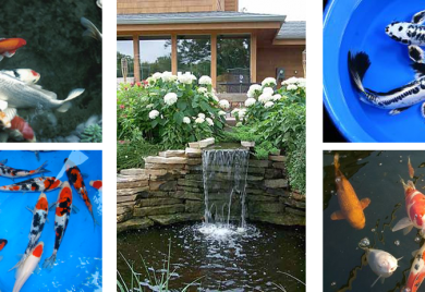 Koi Supplier - Sunland Water Gardens - Everything For Your Pond
