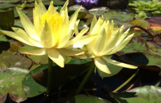 Yellow Hardy Water Lily: Mexicana