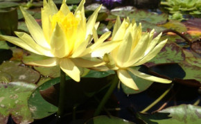 Yellow Hardy Water Lily: Mexicana