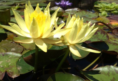 Mexicana, water lilies, water lilies for ponds