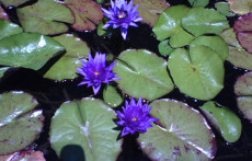 Purple Tropical Water Lilies: Panama Pacific