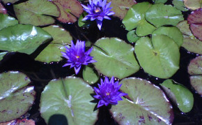 Purple Tropical Water Lilies: Panama Pacific