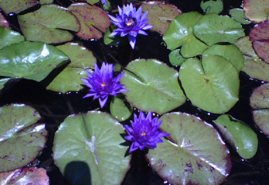 Panama Pacific, Tropical water lilies, water lilies for ponds