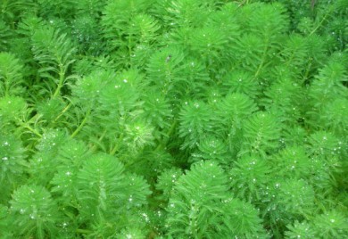 Bog Plants, Parrots Feather, Bog Plants for ponds, Aquatic Plant