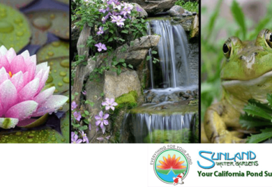 A banner with images of a lotus, a frog, and a waterfall