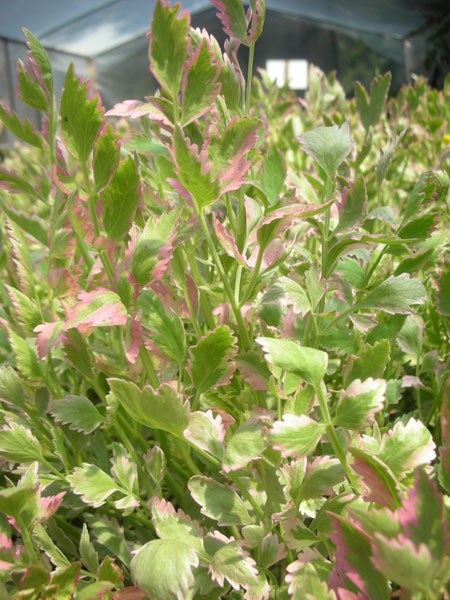 Bog Plants, Water Celery Verigated, Bog Plants for ponds