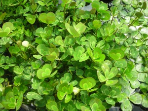 Bog Plants, Water Clover, Bog Plants for ponds