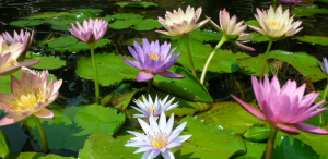 Water Lilies – Sunland Water Gardens – Wholesale Water Lilies Supplier