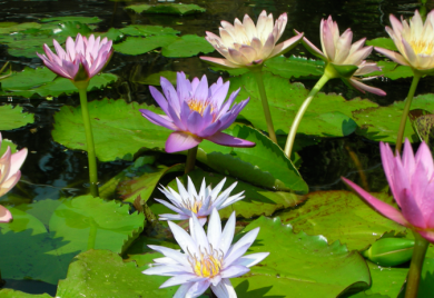 Water Lilies – Sunland Water Gardens – Wholesale Water Lilies Supplier