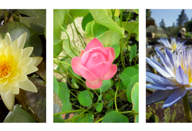 Water Lilies – Sunland Water Gardens – Water Lilies Supplier