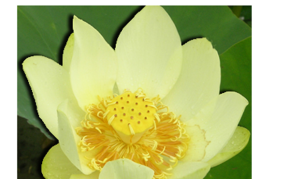 Aquatic pond plants: Yellow Lotus: Perry's Giant Sunburst
