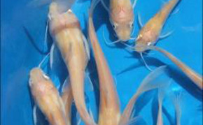 Pond fish: Albino Catfish
