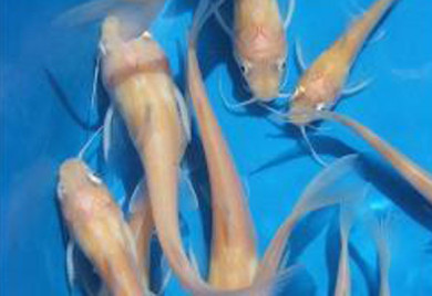 Albino Catfish, Catfish, white catfish, algae eaters, algae cont