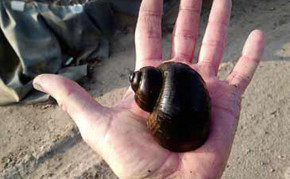 Algae Eaters: Apple Snail