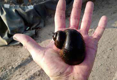 closeup shot of Apple snail for pond