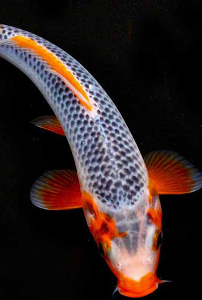 Asagi Koi Fish