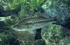 Pond fish: Bass