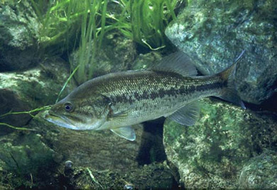 Closeup shot of a Bass pond Fish