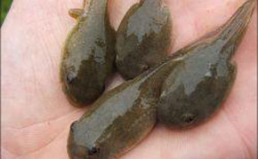 Pond Fish: Algae eaters: Bullfrog Tadpoles