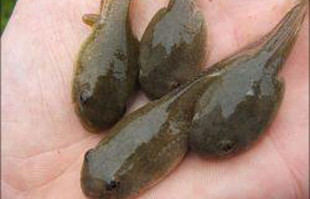 Pond Fish: Algae eaters: Bullfrog Tadpoles