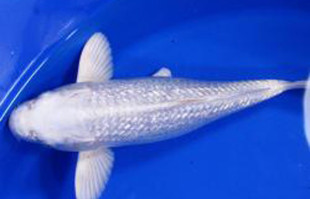 Pond Fish: Diamond Scale Platinum Ogon