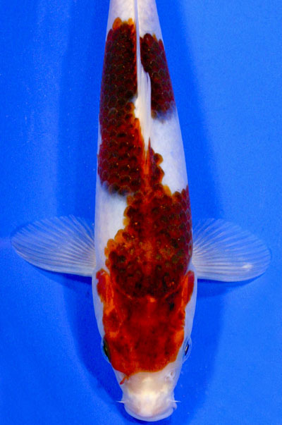 Goromo koi, Ai goromo, koi, japanese, koi unique koi