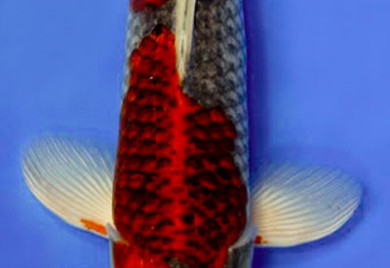 Koi fish, red and black markings.