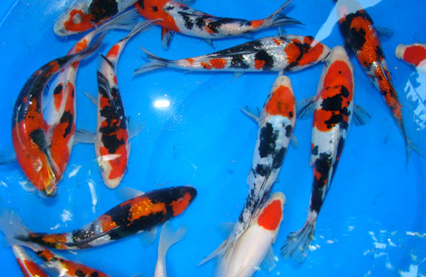 high quality koi fish