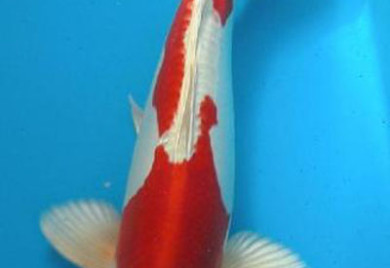 closeup shot of Kikusui Koi Fish for ponds