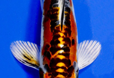 Kin Kikokuryu Koi Fish