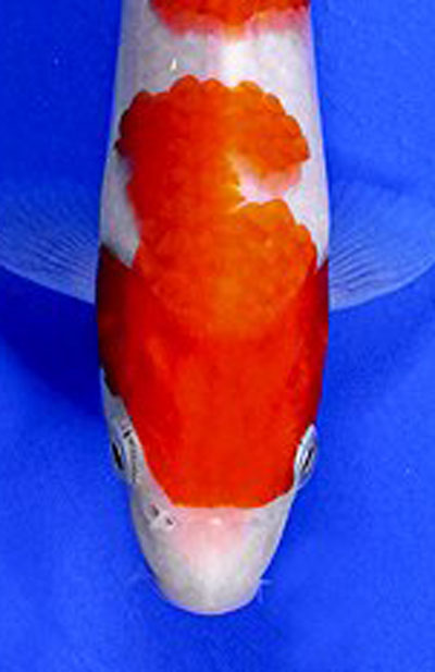 Kohaku koi, red and white koi, koi, japanese koi