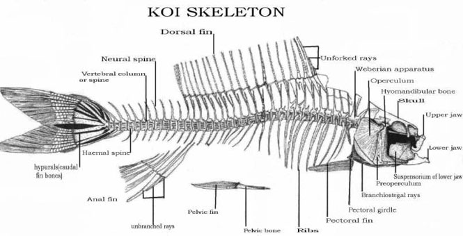 Koi, Koi skeleton, Koi care, Koi health