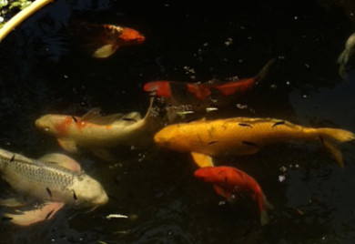 Koi fish swimming in pond.