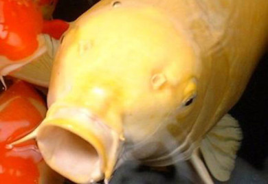 Yellow koi fish with open mouth.