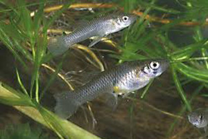 Mosquito fish, mosquito eating fish, Gambusia affinis